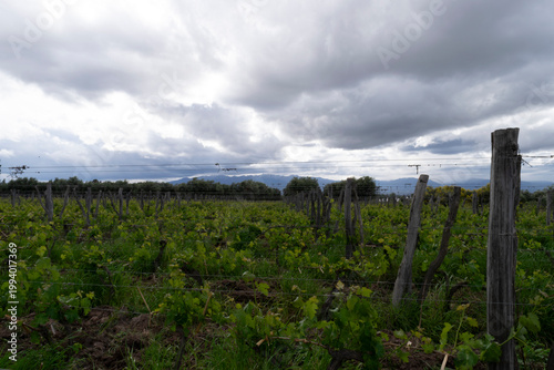 Mendoza vineyard growing grapes for argentine wine production