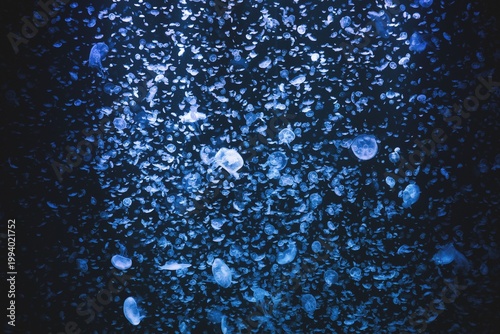 Tokyo, Japan - April 22, 2026: Closeup of Azalea flowers in the Morning sun