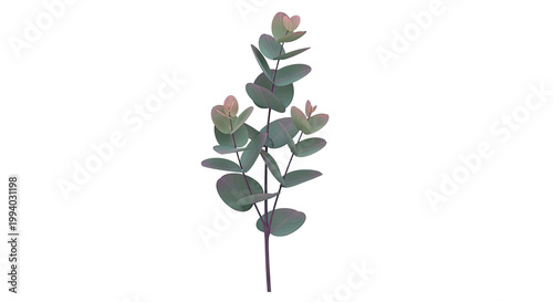 Eucalyptus branch with round leaves