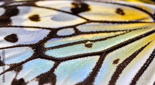 Extreme macro detail of iridescent butterfly wing scales with intricate vein patterns