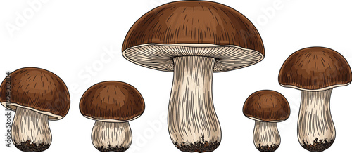 Brown Mushroom Set with Different Sizes Detailed Botanical Illustration for Organic Food, Cooking Ingredients, Forest Nature Theme, and Realistic Hand Drawn Vector Design