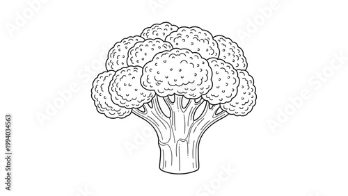 Detailed outline drawing of a broccoli head, ready for coloring and celebrating healthy vegetables.