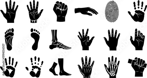 Vintage engraving set of human hands and feet featuring palm, fist, open hand, and footprints in a detailed woodcut etching style
