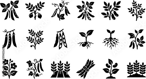 Vintage botanical woodcut illustration set featuring various legume plants including soybeans, chickpeas, peas, and green beans in a black and white engraved style.