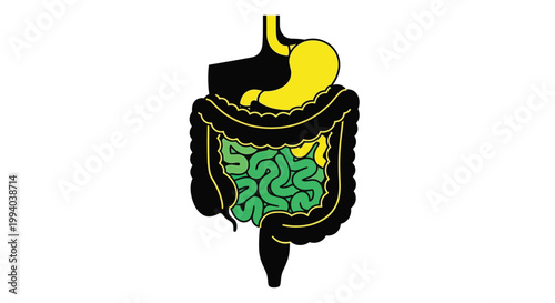 Anatomical illustration of the human stomach and intestines detailed and colorful