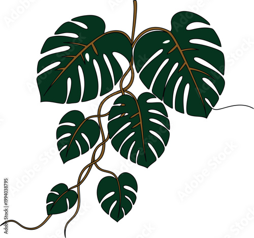 Monstera Deliciosa Plant With Large Green Leaves.