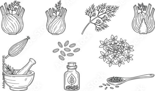 Hand drawn herbal medicine and spice illustration set with fennel seeds flowers mortar bottle vintage botanical vector collection