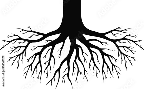 Root structure diagram for soil stability study