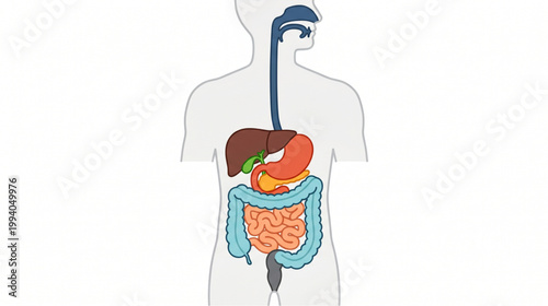 Human Digestive System Anatomy Diagram with Stomach and Intestines
