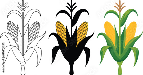 Cartoon corn stalk plant, illustration, fun agricultural vector artwork featuring corn crop in outline silhouette and colored styles for farming themed design use.