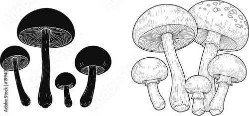 Mushroom Vector Illustration Set with Silhouette and Hand Drawn Styles, Forest Fungi Collection, Botanical Design Elements in Black and Outline Sketch Variations