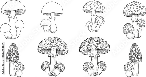 Mushroom Outline Vector Set with Hand Drawn Fungi Sketches, Forest Botanical Illustration Collection, Detailed Line Art for Nature, Food, and Vintage Design