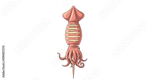 Detailed illustration of a whole reddish pink squid with tentacles and fins shown against a plain white background for clear visibility.