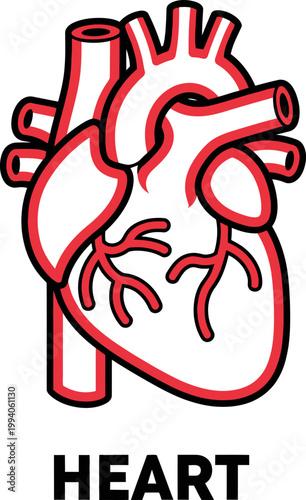 Stylized human heart icon representing essential cardiovascular health, anatomy, and medical concepts in a clean, illustrative vector design. Symbolizing life and vitality