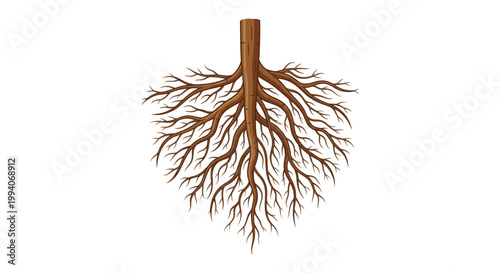 Detailed illustration of a tree root system on white background