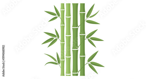 Green bamboo stalks with leaves on a white background