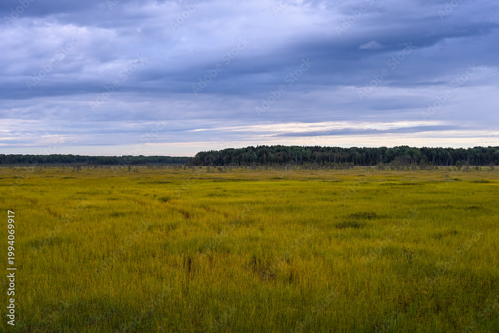 Fototapeta premium Vast peat bog in the wild Vepsian forest, Leningrad region of Russia
