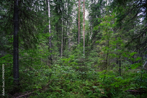 Schilderij op canvas Dense virgin thicket in the Vepsian forest wilderness, Leningrad region of Russi