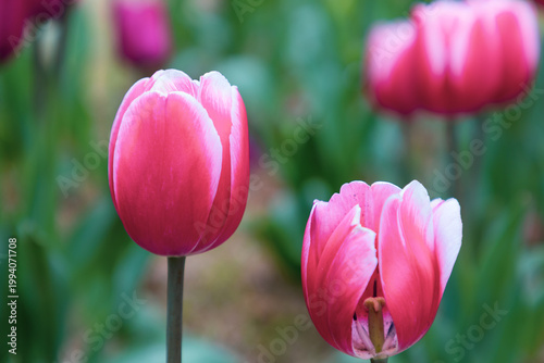 Colorful tulips bloom in spring