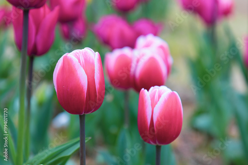 Colorful tulips bloom in spring