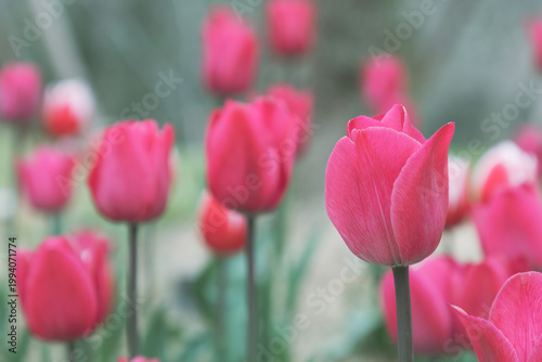 Colorful tulips bloom in spring