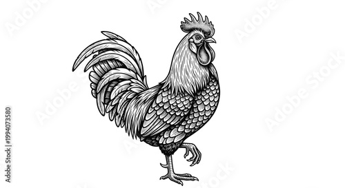 Detailed hand drawn engraving of a rooster showing intricate plumage and feathers in a classic black and white style.