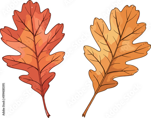 Detailed Autumn Oak Leaves Set with Red Orange and Golden Fall Colors Seasonal Botanical Nature Vector Illustration Isolated on White Background