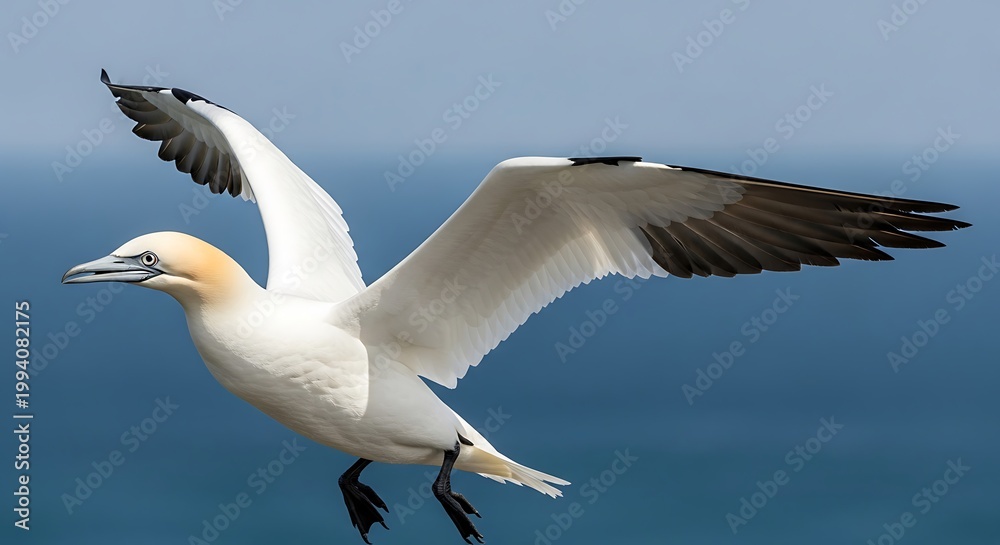 Obraz premium Graceful northern gannet soaring over the ocean with wings spread wide