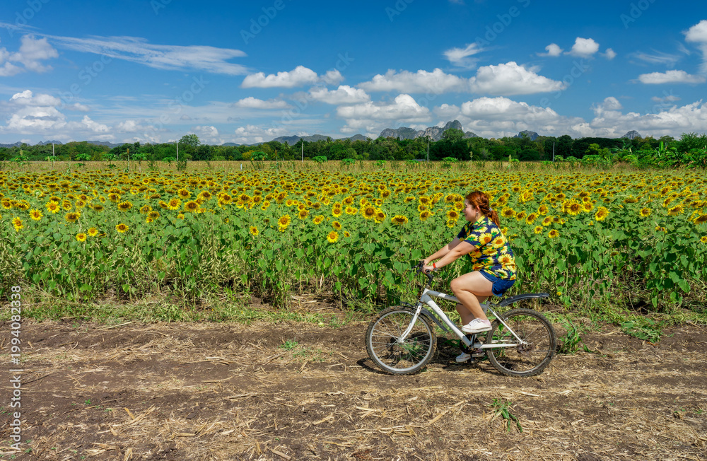 Obraz premium Fat Asian Woman Cycling on Dirt Path Beside Vibrant Sunflower Field Under Blue Sky. Cheerful woman in sunflower print shirt riding a bicycle along a rural trail next to a blooming sunflower plantation