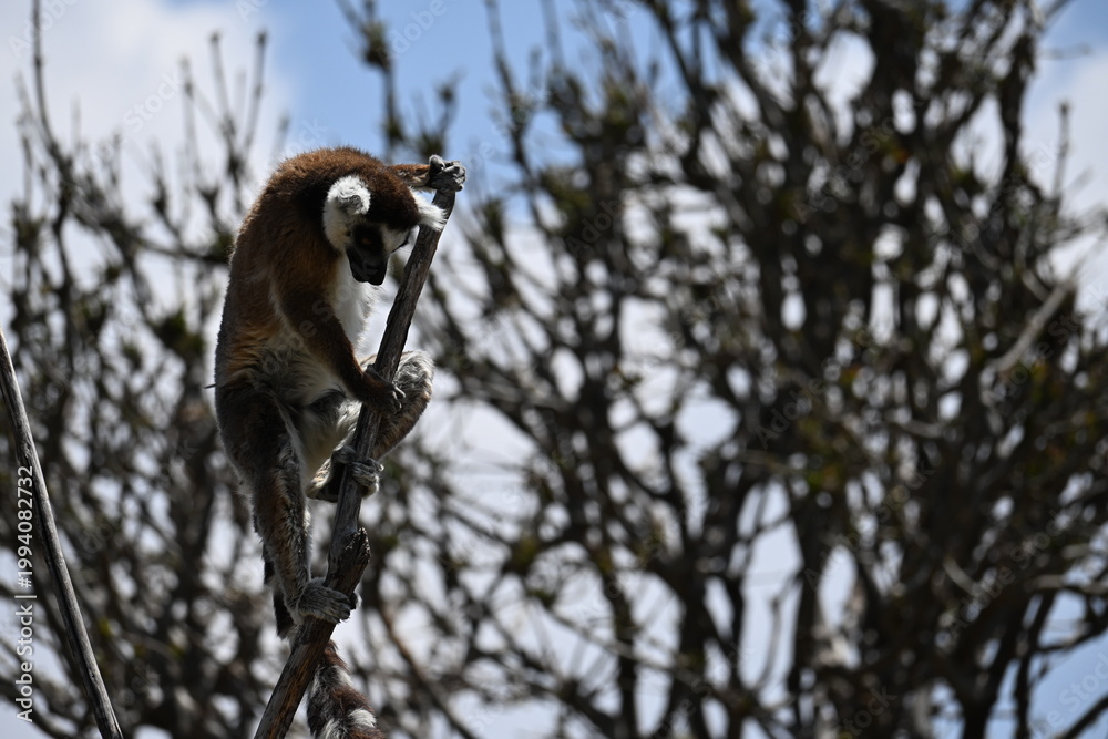 Fototapeta premium LEMUR CLINGING TIGHTLY TO A BRANCH.