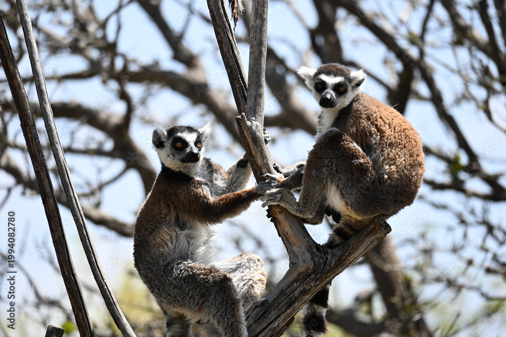 Fototapeta premium LEMURS POSING FOR THE PHOTO.