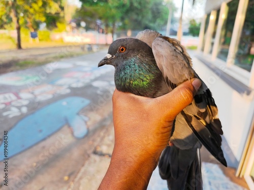 close up of pigeon on the hand