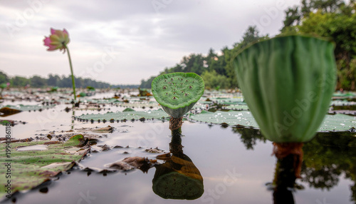Green lotus seed pods reflecting in calm pond water
