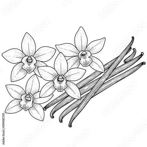 Vanilla flowers and pods illustrated with detailed line art featuring illustration, botanical, drawing with sketch and black and white elements for