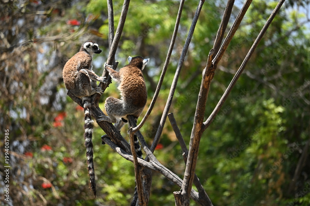 Fototapeta premium PAIR OF LEMURS CLINGING TO BRANCHES.