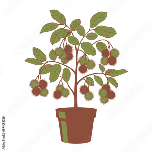 Illustrated rambutan tree in a pot isolated on white background