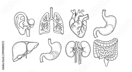 A detailed vector graphic illustration showcasing a collection of essential human internal organs for anatomical and medical educational purposes.