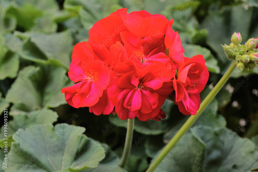 Fototapeta premium Red geranium flower in the garden, closeup of photo.