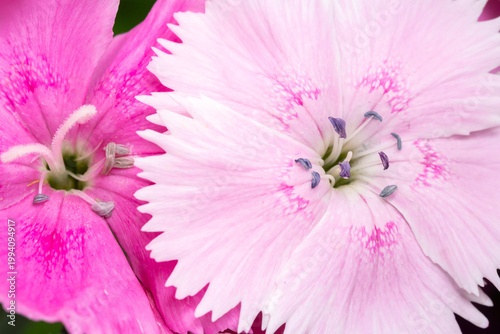 ナデシコの花のクローズアップ