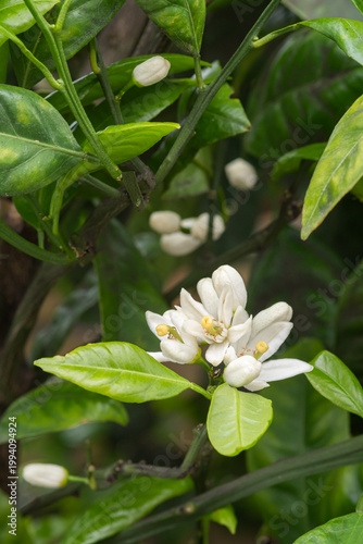 ミカンの白い花
