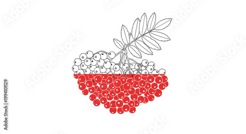 Branch of rowan berries with some berries colored red and others left as outlines symbolizing autumn harvest and natural growth.