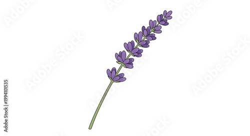 Delicate sprig of lavender with purple flowers and a green stem showing natural detail and elegance in a soft botanical illustration.