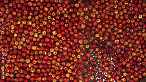 Quadro su tela Apple washing process in processing plant tanks prior to export