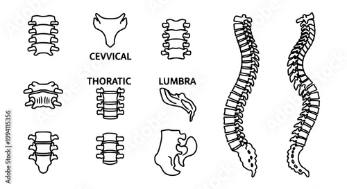 Spinal Anatomy and Vertebrae Icon Set with Cervical Thoracic Lumbar Pelvis and Full Spine in Clean Outline Style for Medical
