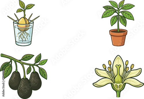 Avocado Plant Growth Icon Set with Seed Germination, Potted Tree, Branch with Fruits, and Flower for Organic Gardening and Agriculture Design