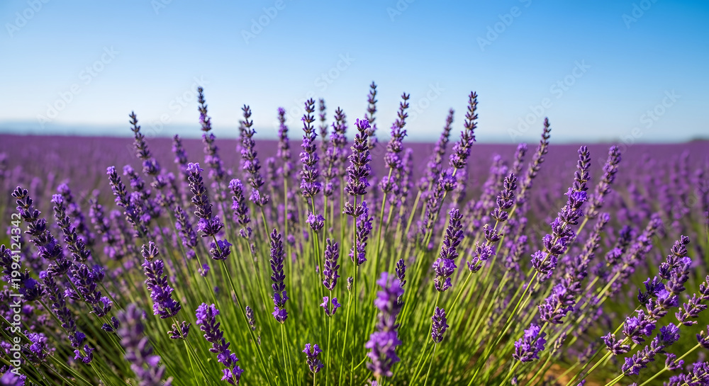 Fototapeta premium A blooming lavender field under a blue sky at sunset, with selective focus on the purple flowers, set against a beautiful natural backdrop bathed in soft sunlight. AI generated.