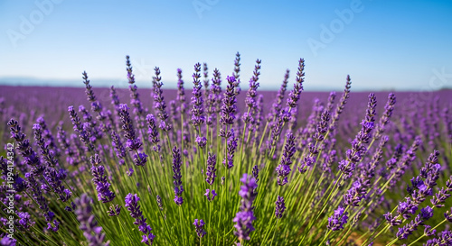 A blooming lavender field under a blue sky at sunset, with selective focus on the purple flowers, set against a beautiful natural backdrop bathed in soft sunlight. AI generated.
