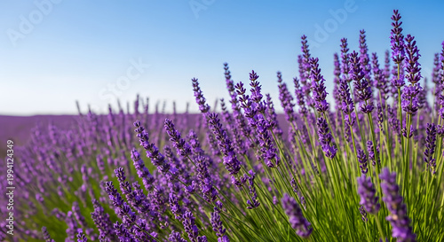 A blooming lavender field under a blue sky at sunset, with selective focus on the purple flowers, set against a beautiful natural backdrop bathed in soft sunlight. AI generated.