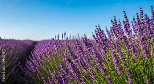 A blooming lavender field under a blue sky at sunset, with selective focus on the purple flowers, set against a beautiful natural backdrop bathed in soft sunlight. AI generated.