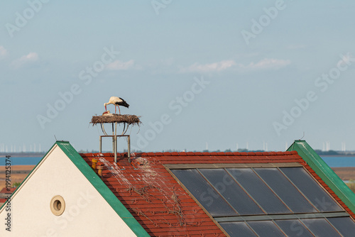 Stork tending its nest on a rooftop in Morbisch, Austria, above solar panels under clear sky, blending wildlife, sustainable energy and rural architecture in a peaceful lakeside setting.